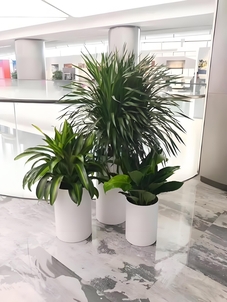 海曙花木出租，独特设计为空间增添别样生机